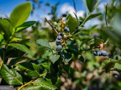 Residential Land For Sale in Blackshear, Georgia