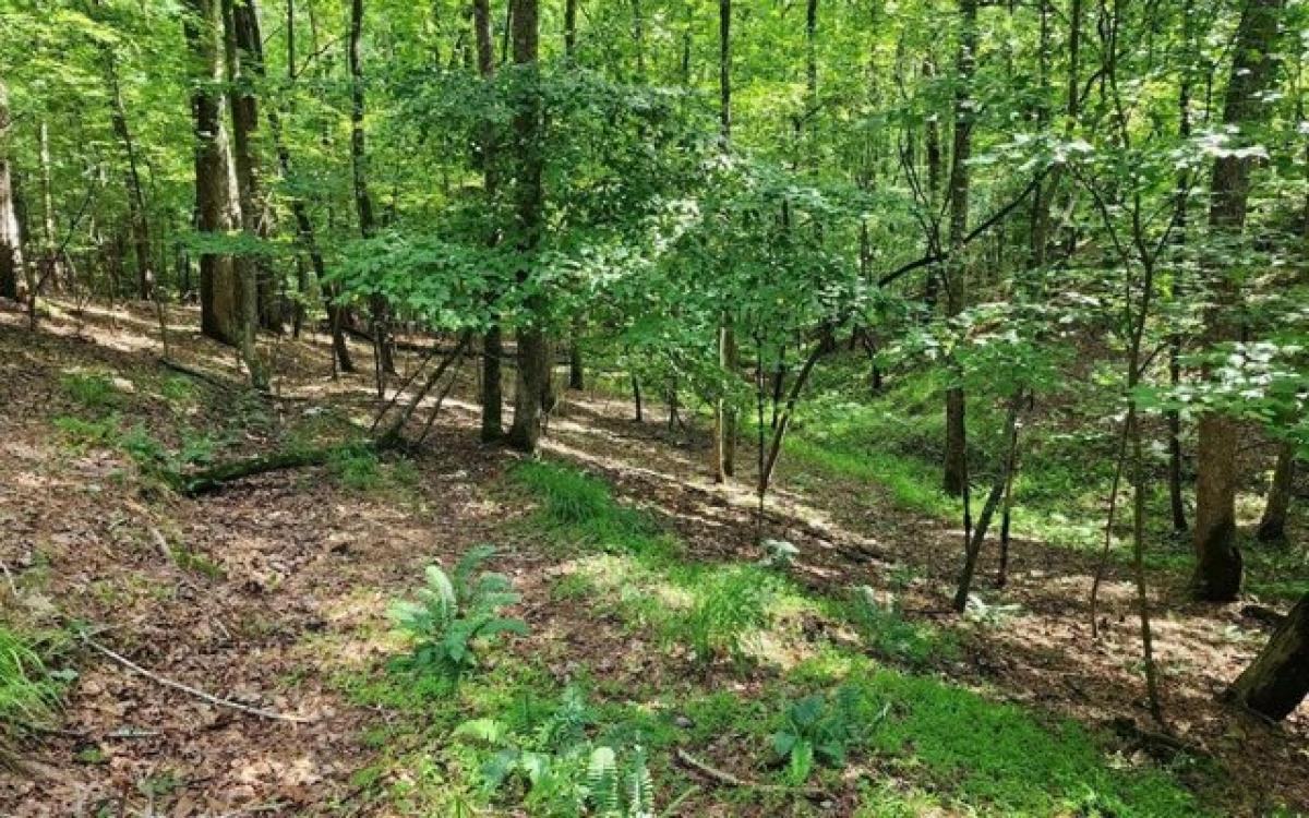 Picture of Residential Land For Rent in Ellijay, Georgia, United States