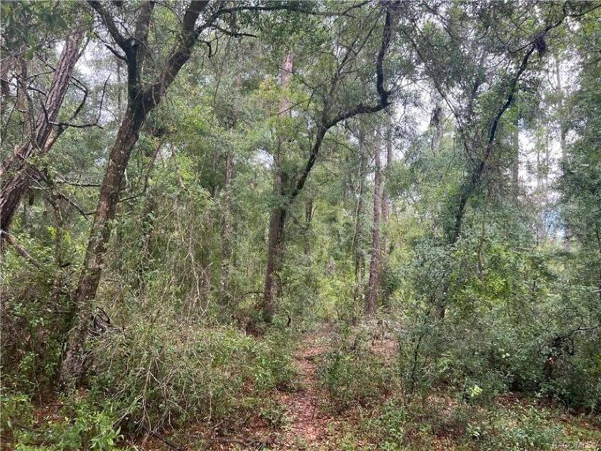 Picture of Residential Land For Sale in Dunnellon, Florida, United States