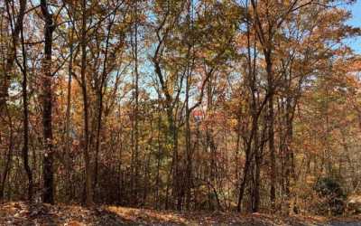 Residential Land For Sale in Hayesville, North Carolina