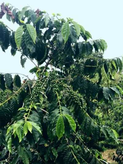 Residential Land For Sale in Holualoa, Hawaii