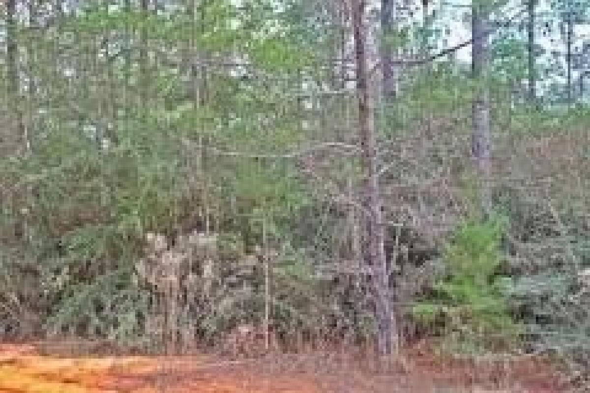 Picture of Residential Land For Sale in Defuniak Springs, Florida, United States