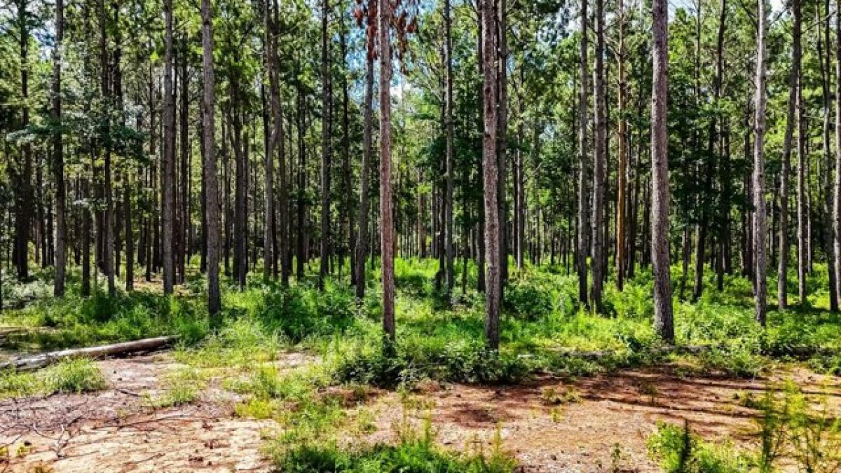 Picture of Residential Land For Sale in Livingston, Texas, United States