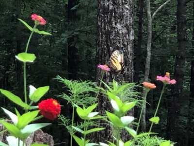 Home For Sale in Ellijay, Georgia