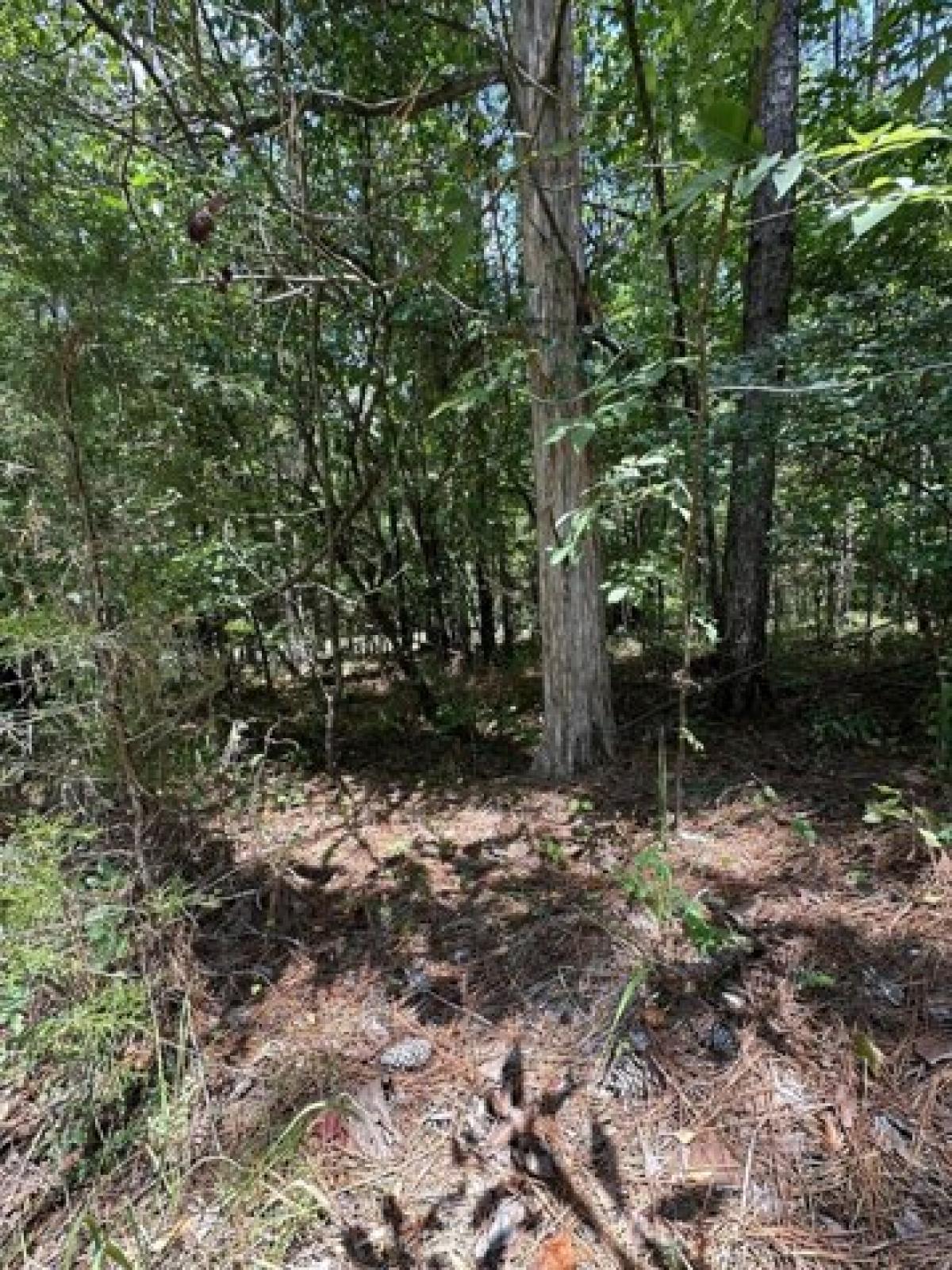 Picture of Residential Land For Rent in Mccormick, South Carolina, United States