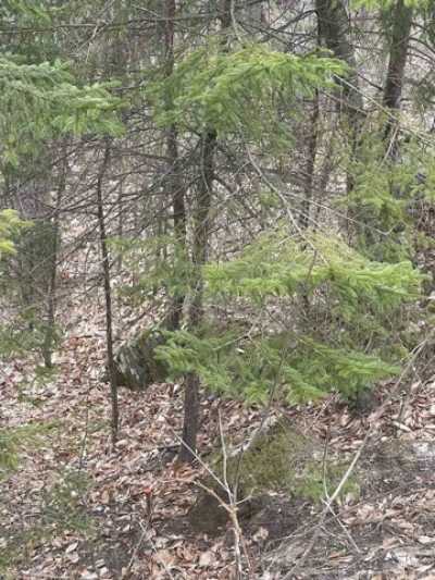 Residential Land For Sale in Plymouth, Vermont