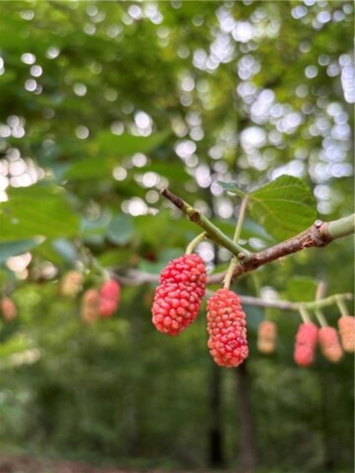 Picture of Residential Land For Sale in Westminster, South Carolina, United States