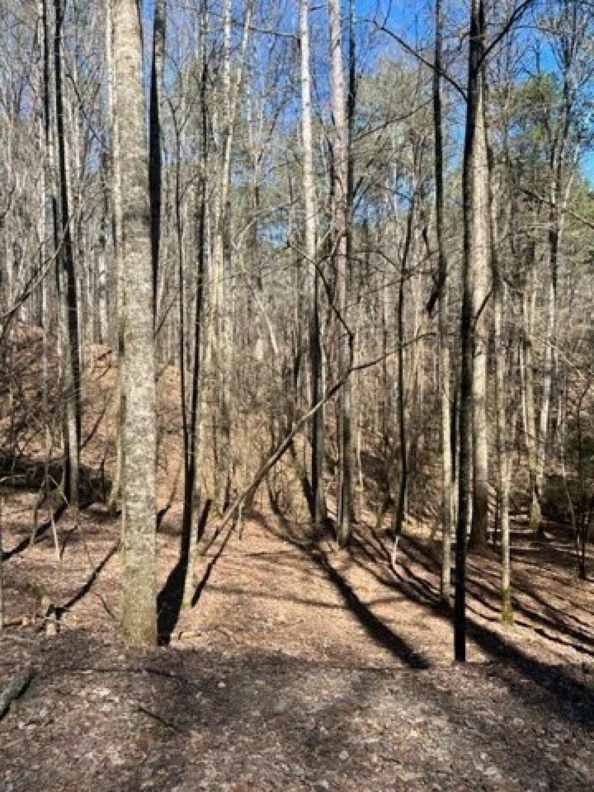 Picture of Residential Land For Sale in Ellijay, Georgia, United States