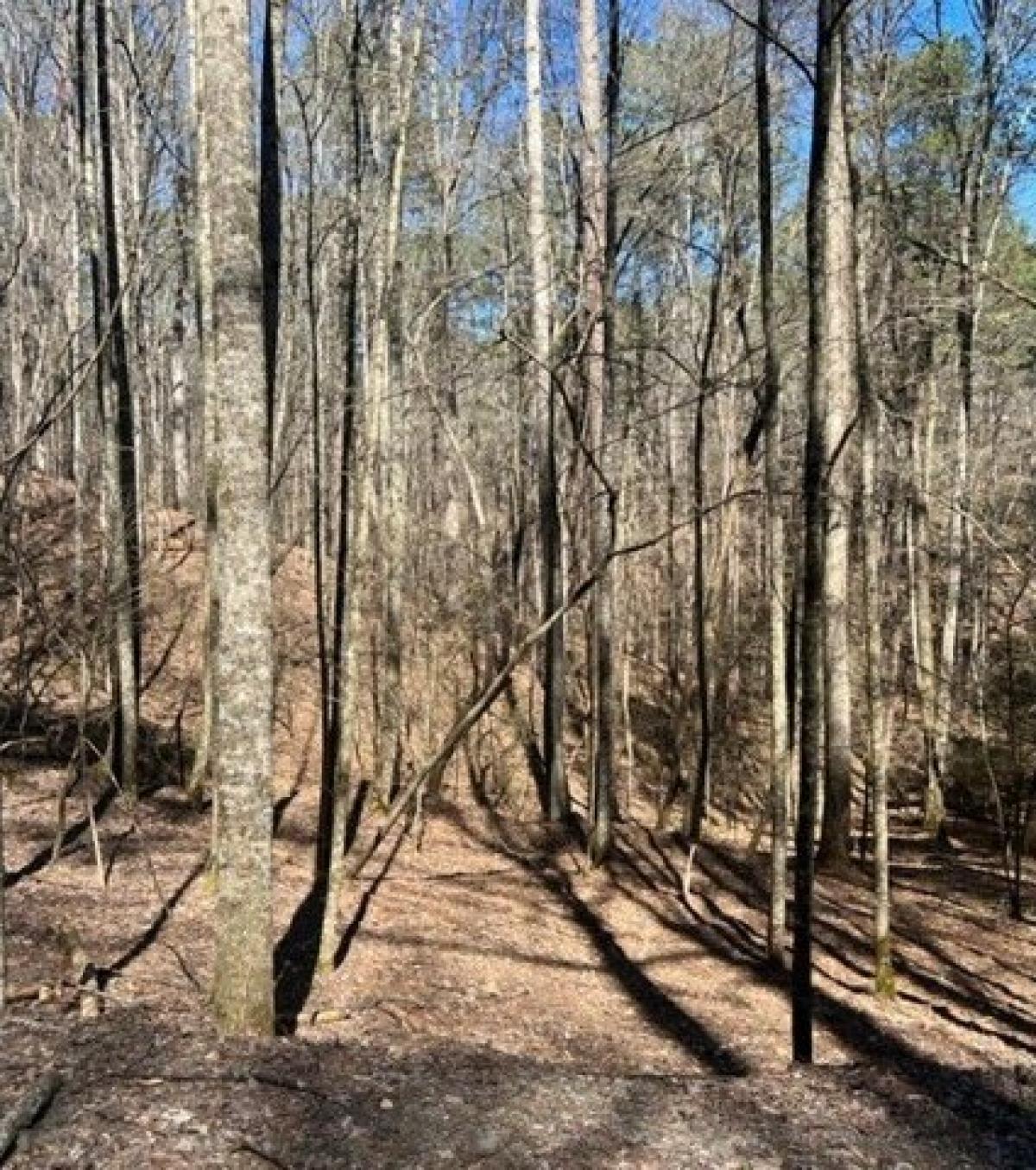 Picture of Residential Land For Sale in Ellijay, Georgia, United States