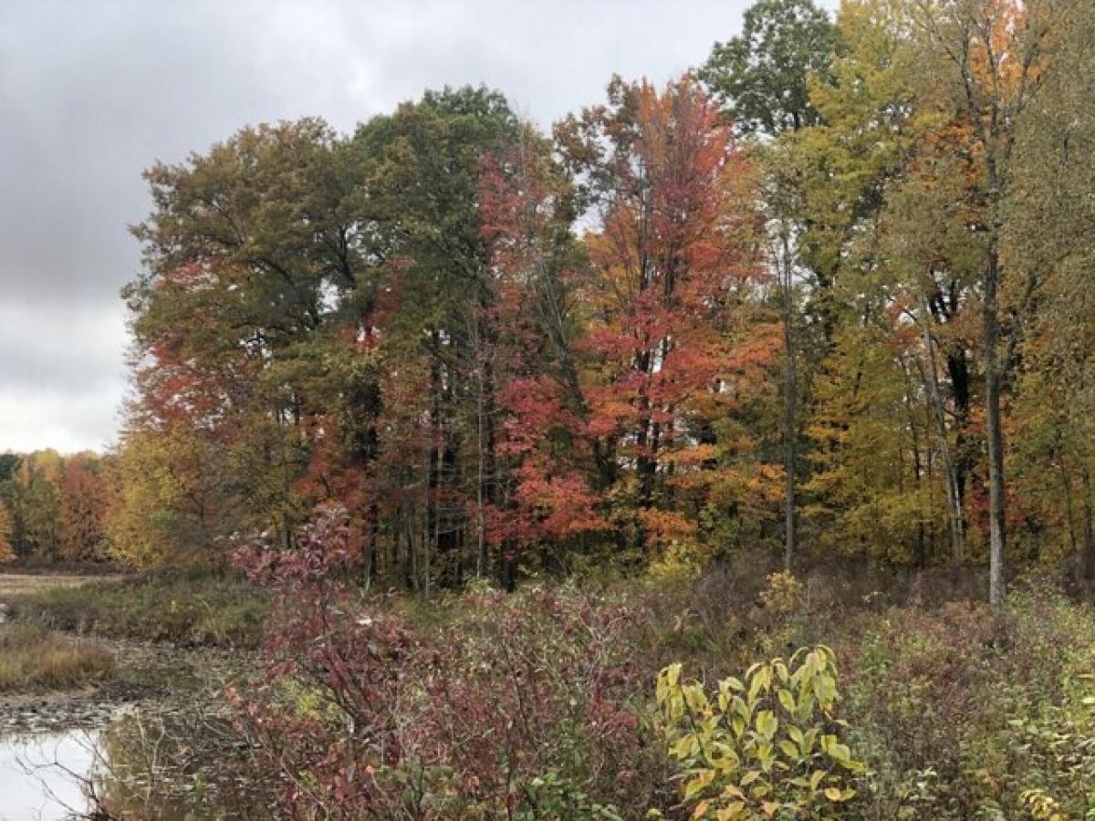 Picture of Residential Land For Sale in Gladwin, Michigan, United States