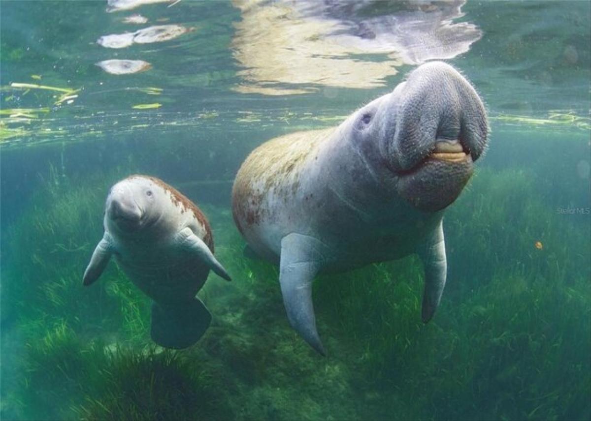 Picture of Residential Land For Sale in Spring Hill, Florida, United States