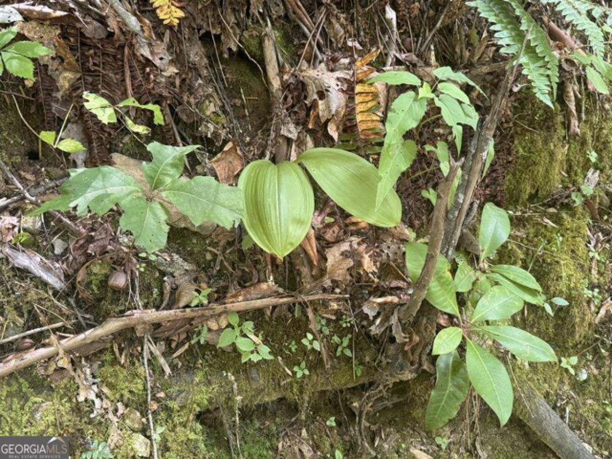 Picture of Residential Land For Sale in Rabun Gap, Georgia, United States