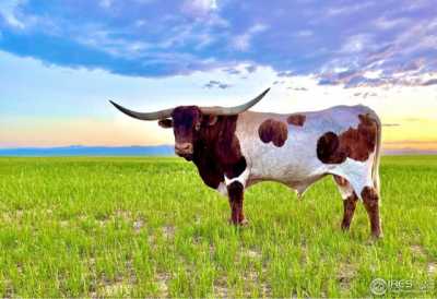 Home For Sale in Carr, Colorado