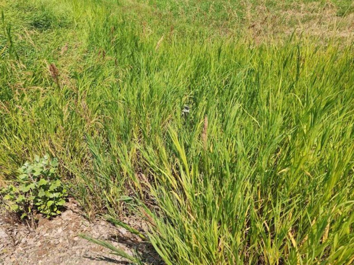 Picture of Residential Land For Sale in Spokane, Washington, United States