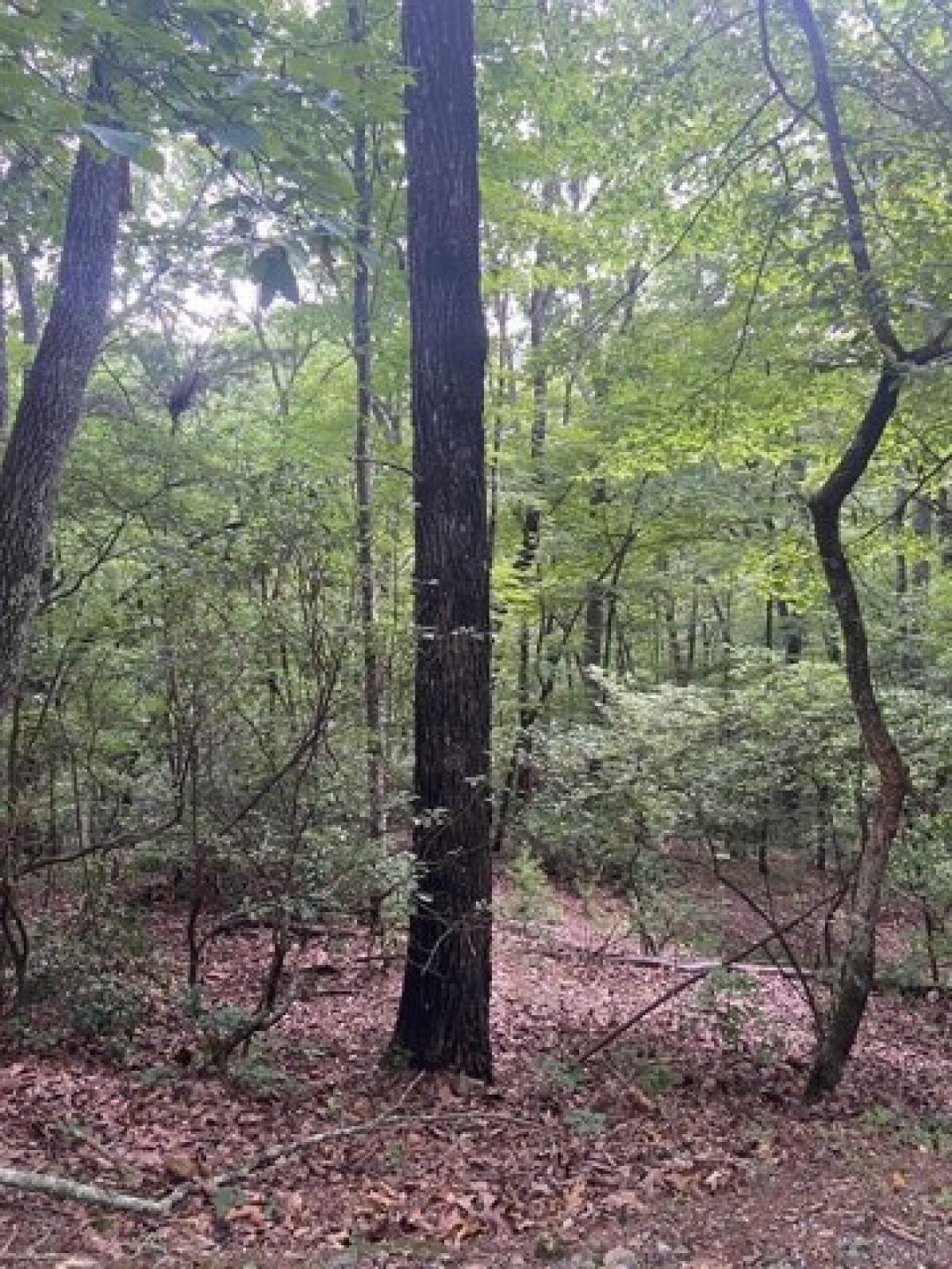 Picture of Residential Land For Sale in Ellijay, Georgia, United States