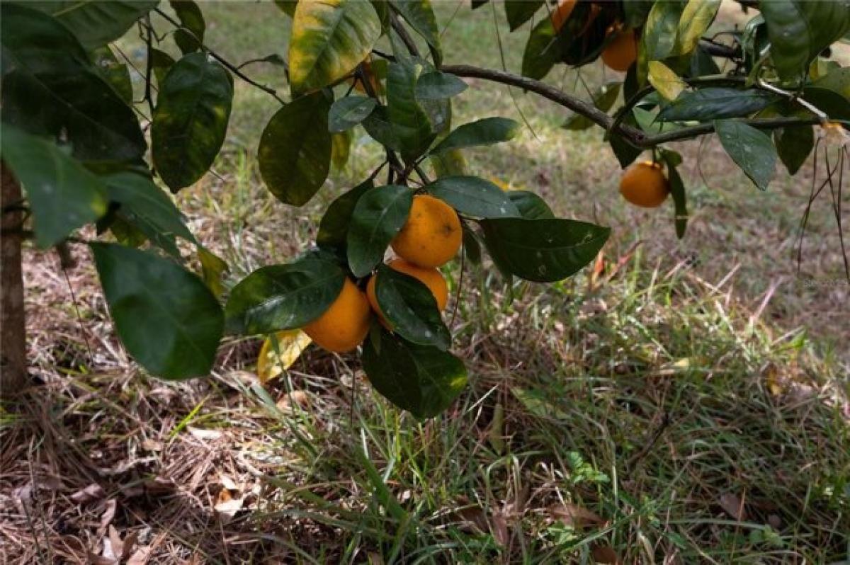 Picture of Home For Sale in Lake City, Florida, United States