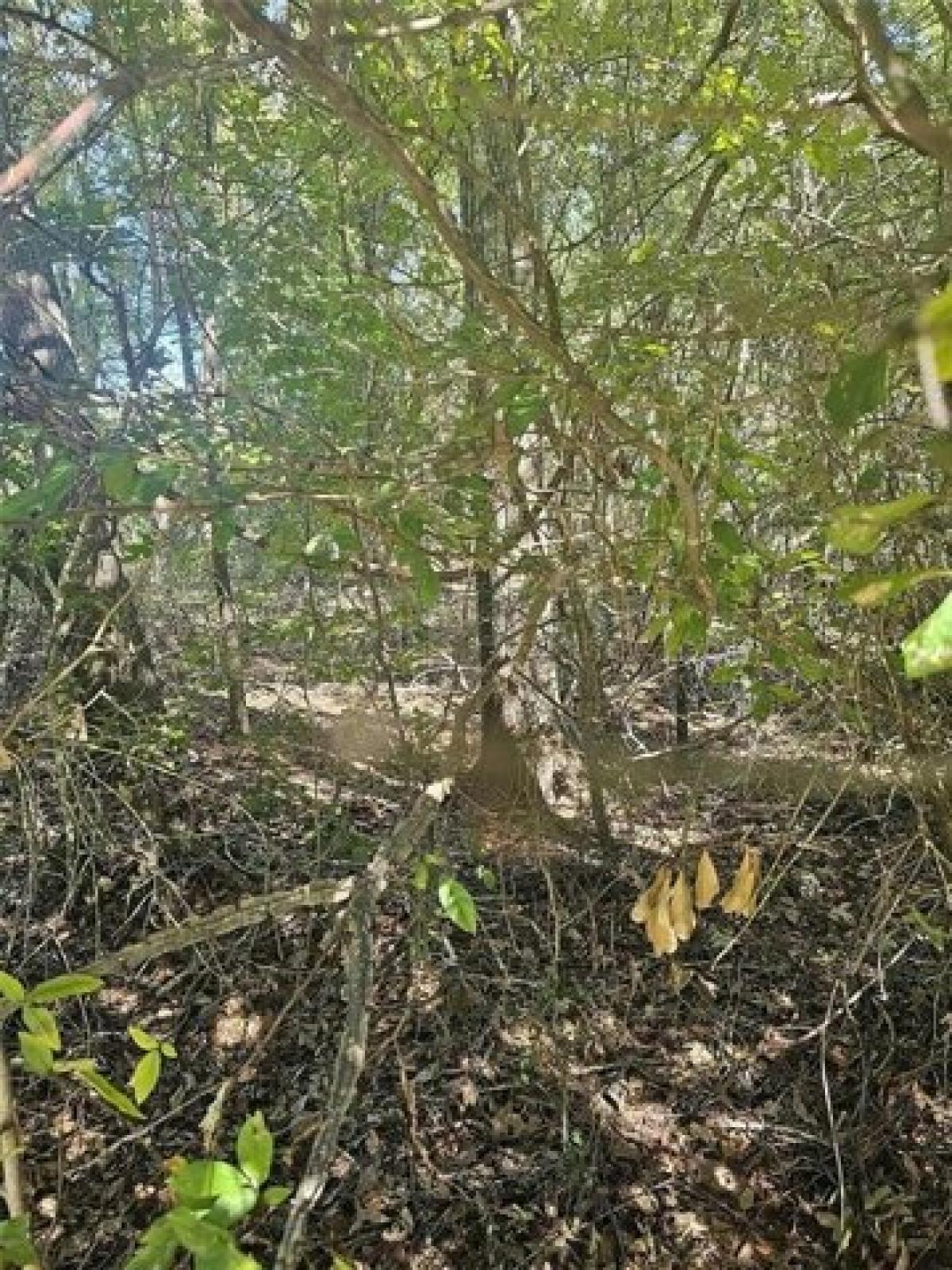 Picture of Residential Land For Sale in Dayton, Texas, United States