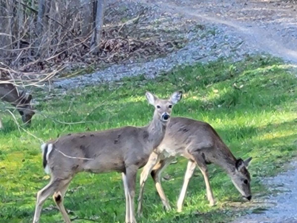 Picture of Residential Land For Sale in Dunlap, Tennessee, United States