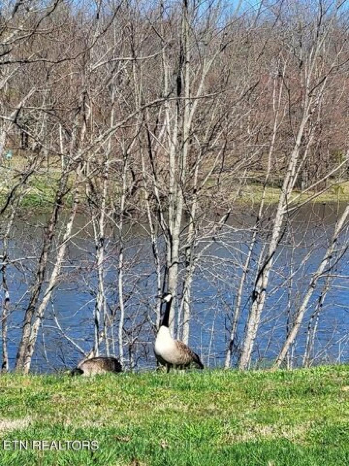 Picture of Residential Land For Sale in Dunlap, Tennessee, United States