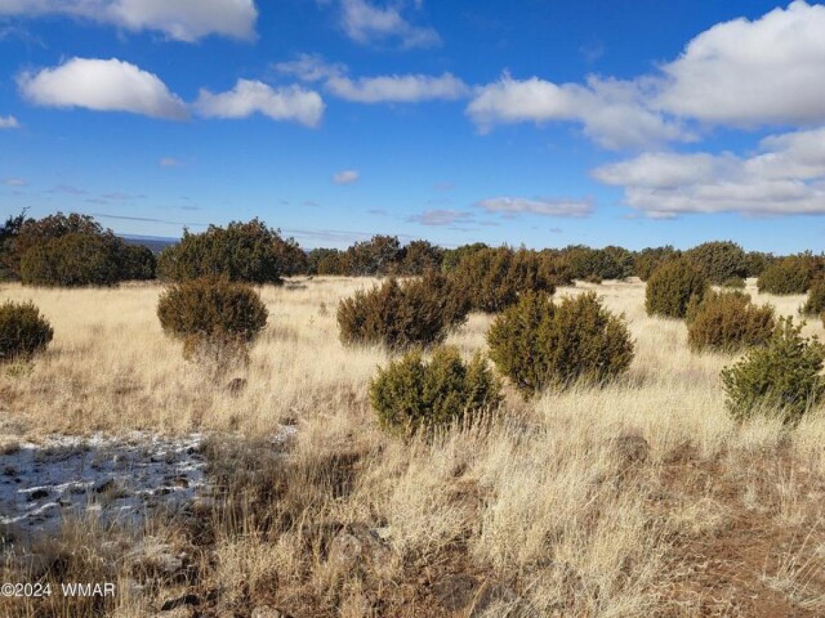 Picture of Residential Land For Sale in Concho, Arizona, United States