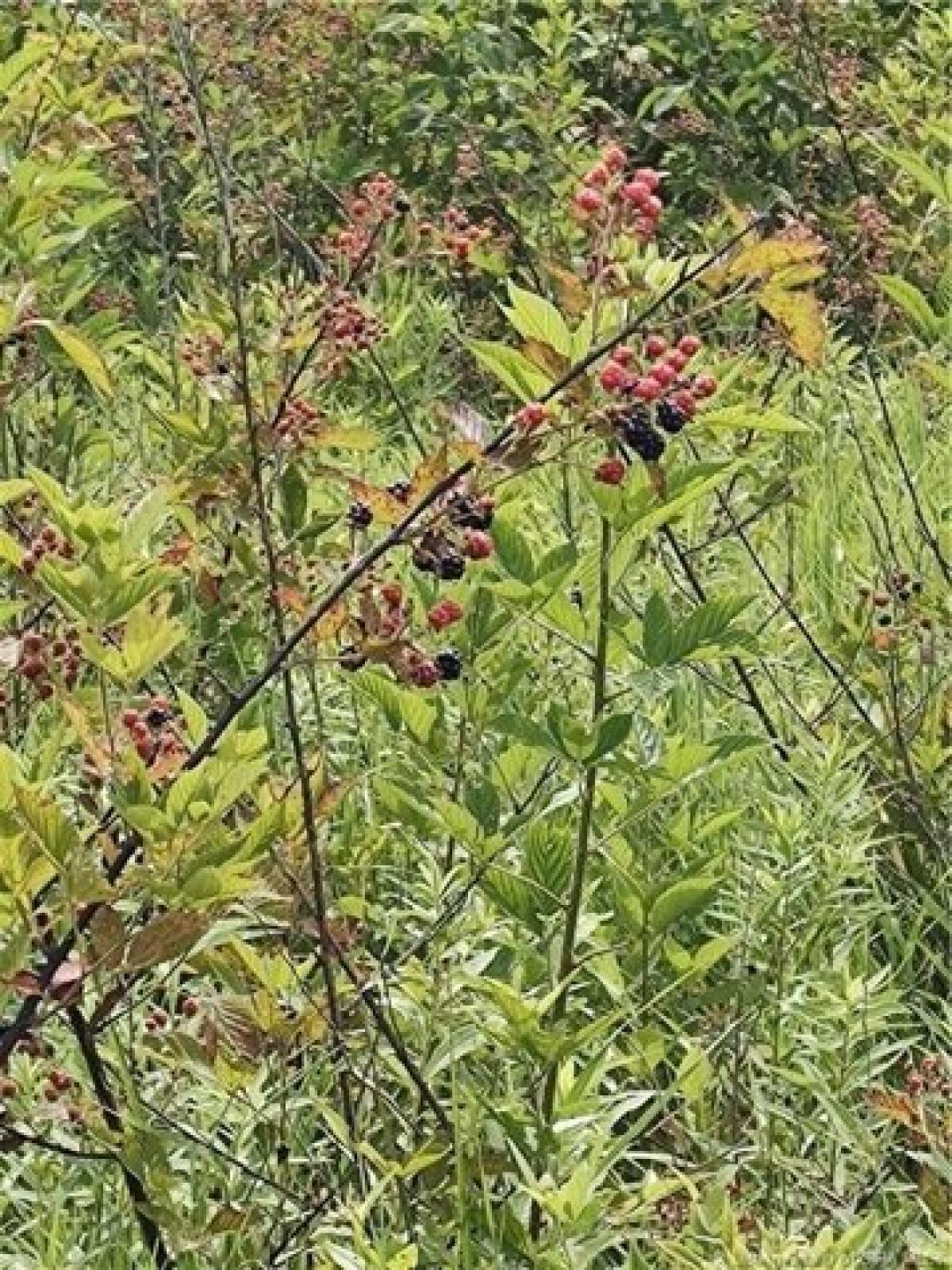 Picture of Residential Land For Sale in Canaan, Indiana, United States