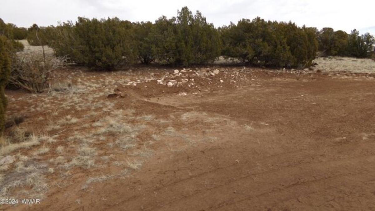 Picture of Residential Land For Rent in Concho, Arizona, United States