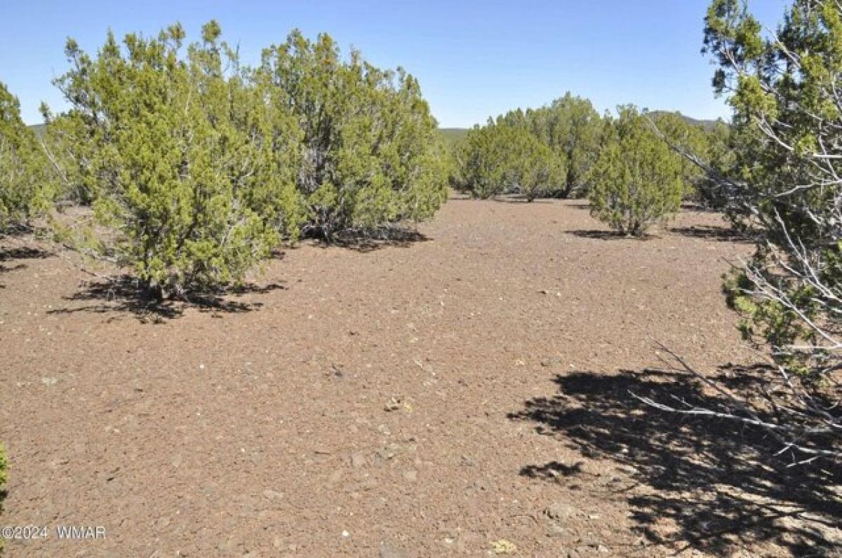 Picture of Residential Land For Sale in Show Low, Arizona, United States