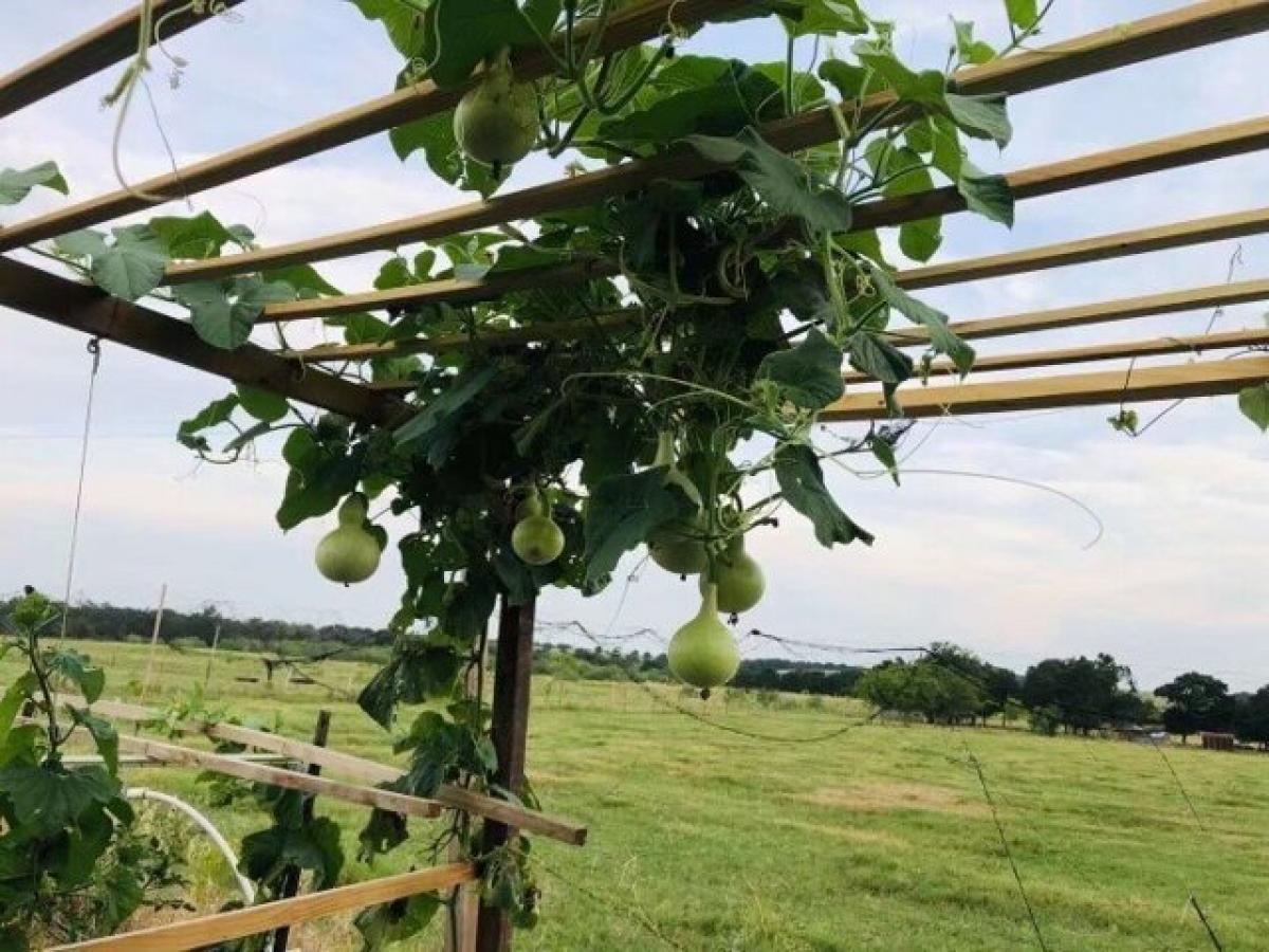 Picture of Residential Land For Sale in Cameron, Texas, United States