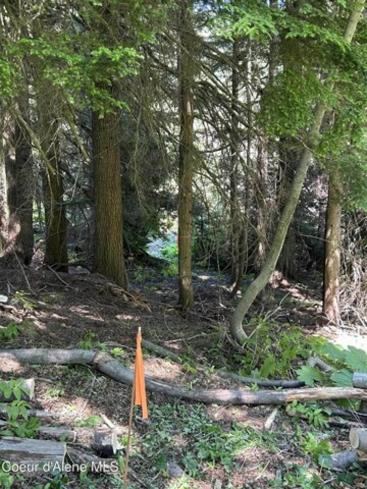 Picture of Residential Land For Sale in Sandpoint, Idaho, United States