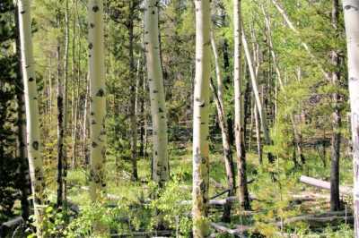 Residential Land For Sale in Fairplay, Colorado