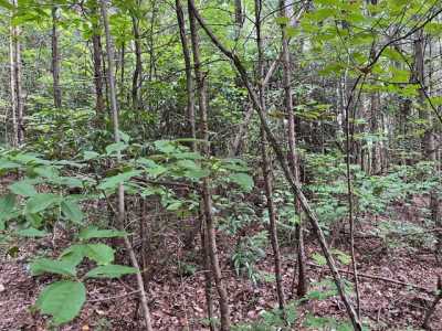 Residential Land For Sale in Ellijay, Georgia