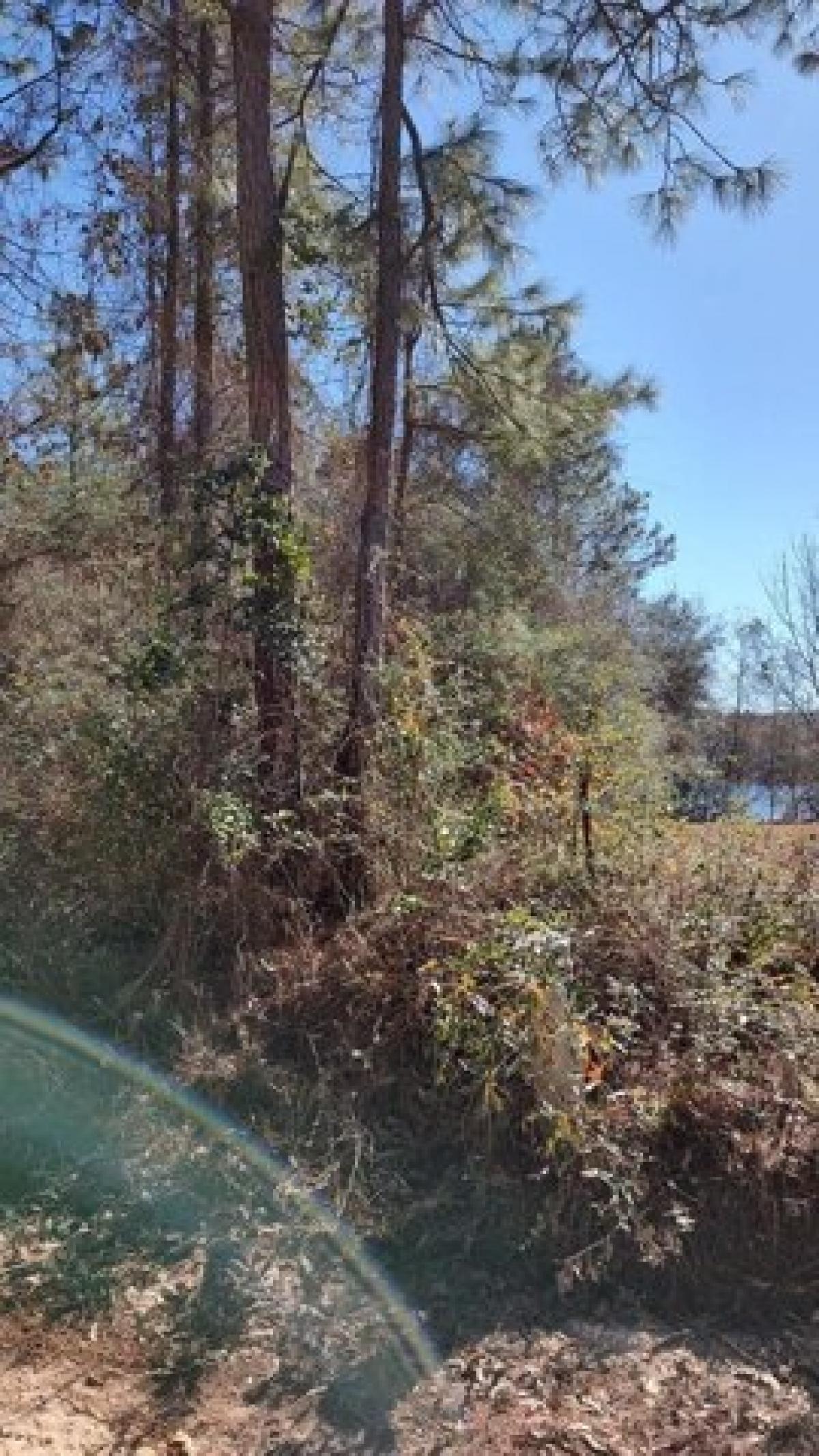 Picture of Residential Land For Rent in Lumberton, Mississippi, United States