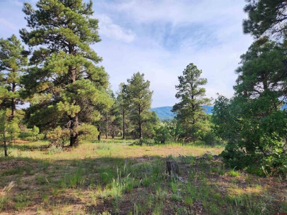 Picture of Residential Land For Sale in Pagosa Springs, Colorado, United States