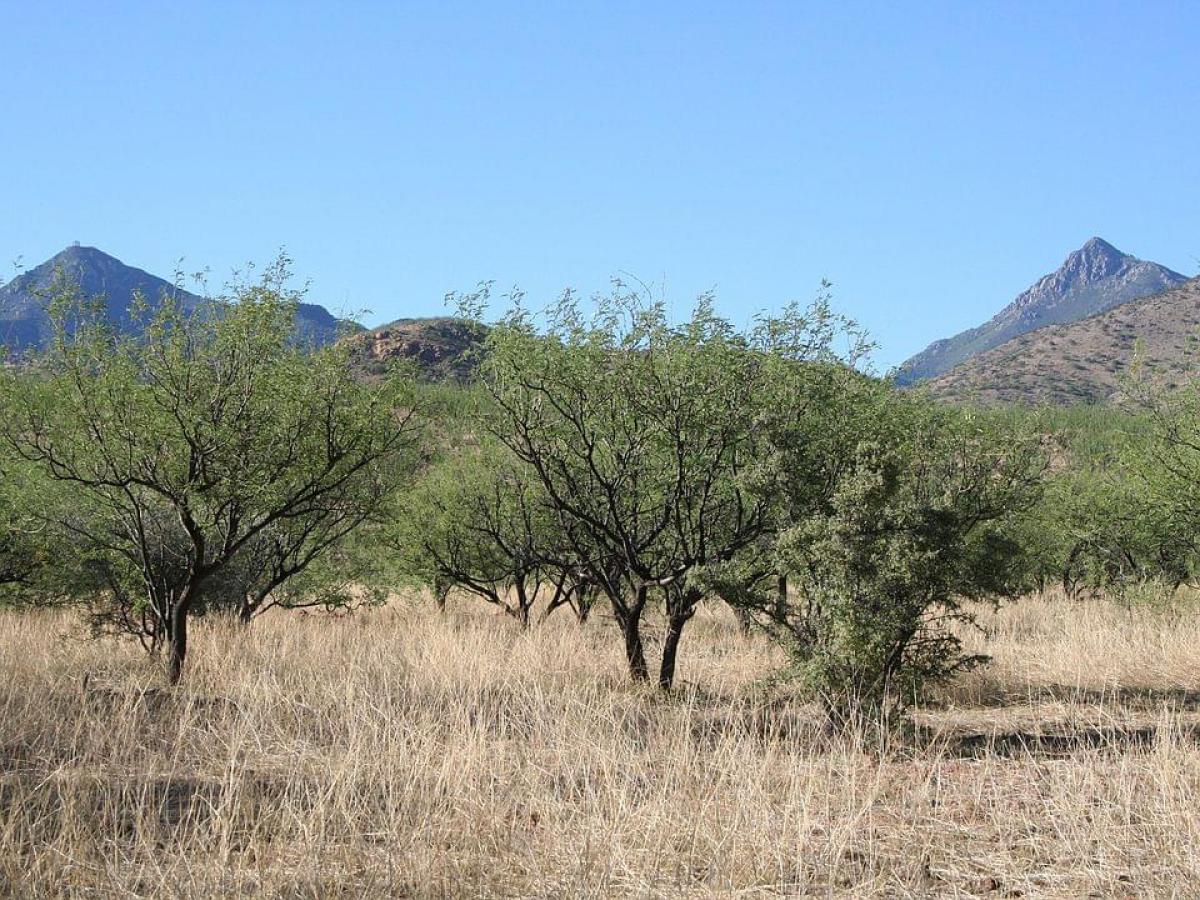 Picture of Residential Land For Sale in Tubac, Arizona, United States