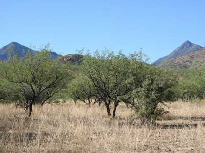 Residential Land For Sale in Tubac, Arizona