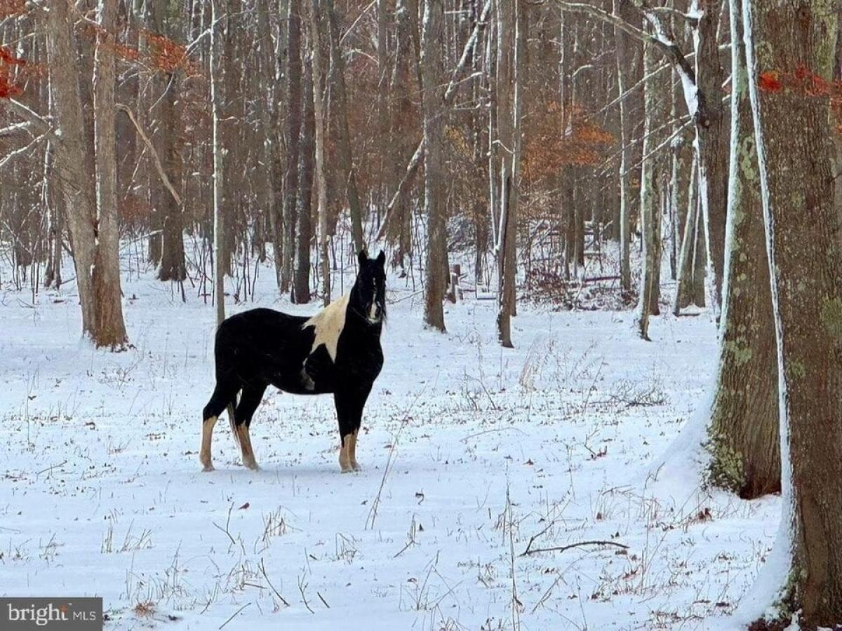 Picture of Home For Sale in Oakland, Maryland, United States