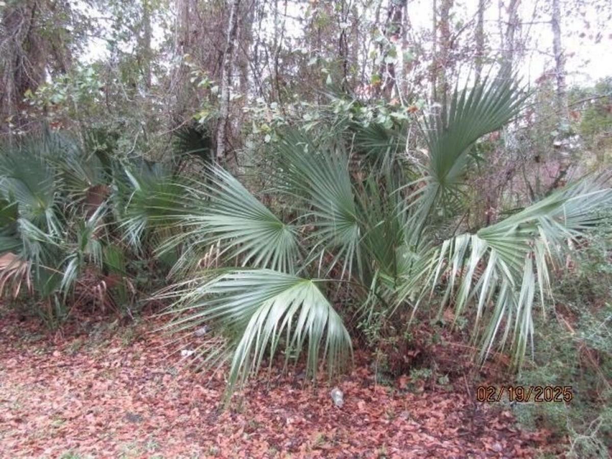 Picture of Residential Land For Sale in Apalachicola, Florida, United States