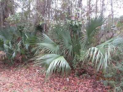 Residential Land For Sale in Apalachicola, Florida