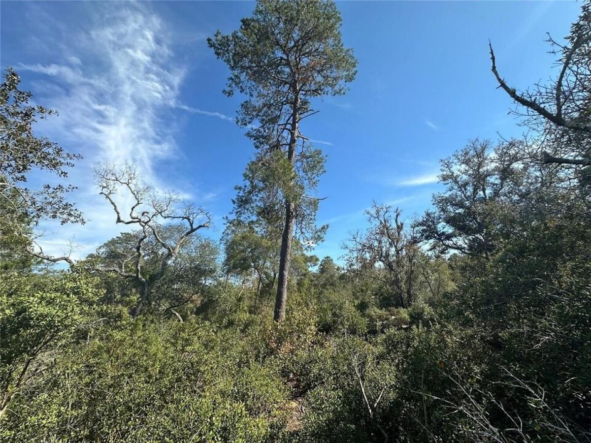 Picture of Residential Land For Sale in Fort Mc Coy, Florida, United States