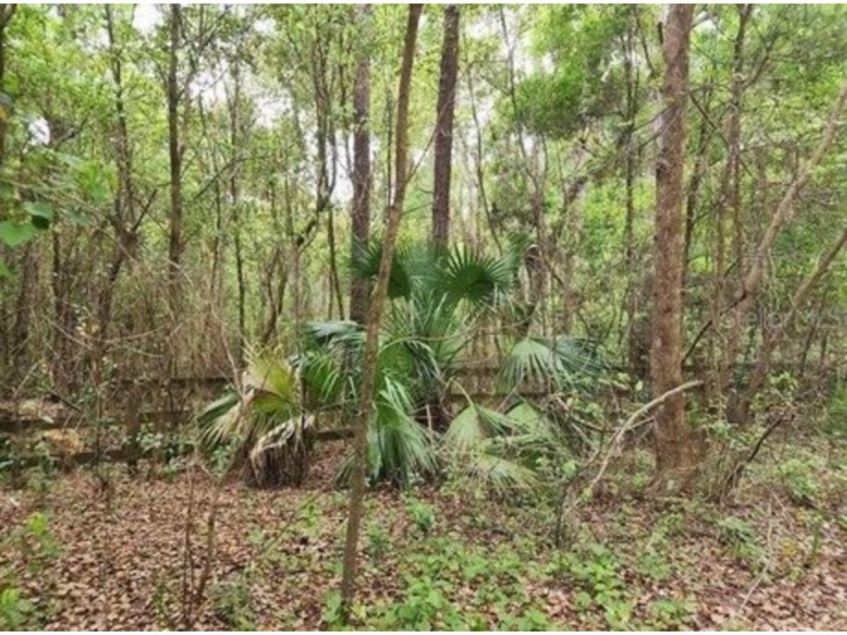 Picture of Residential Land For Sale in Weirsdale, Florida, United States