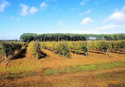 Residential Land For Sale in Cortona, Italy