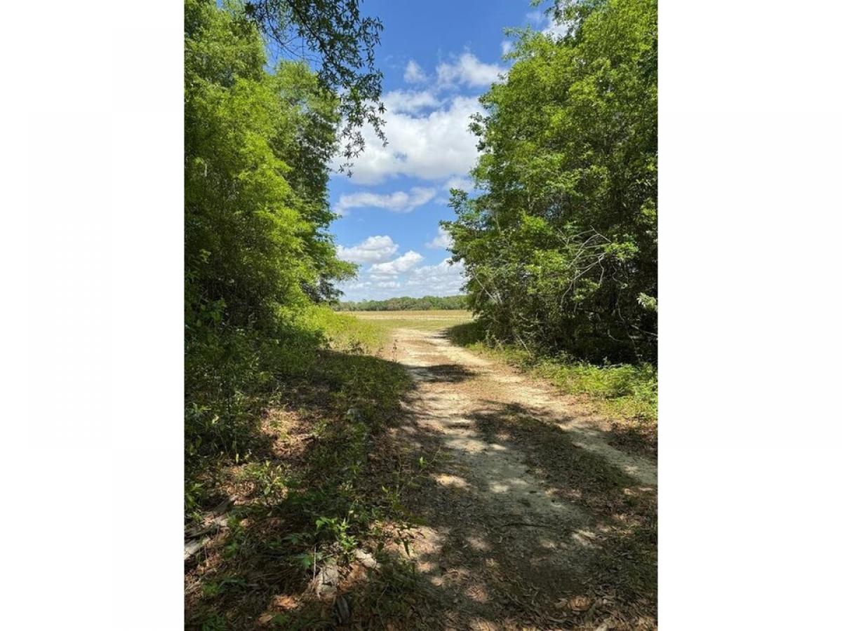 Picture of Residential Land For Sale in Donalsonville, Georgia, United States