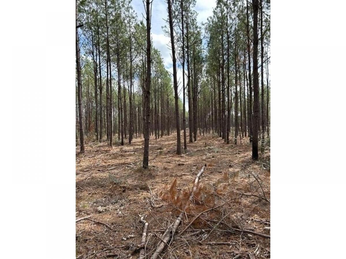 Picture of Residential Land For Sale in Huntington, Texas, United States