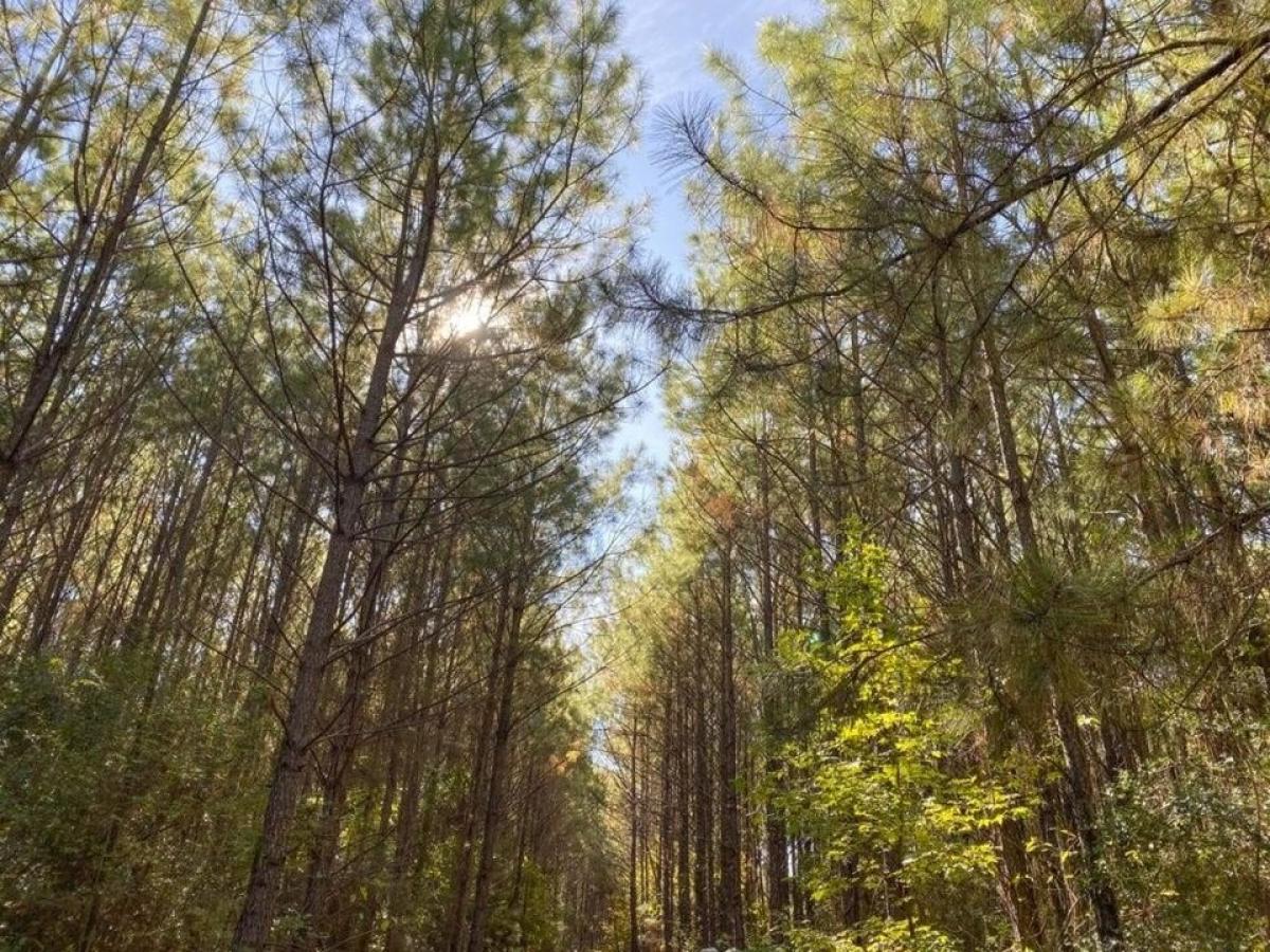 Picture of Residential Land For Sale in Woodville, Texas, United States