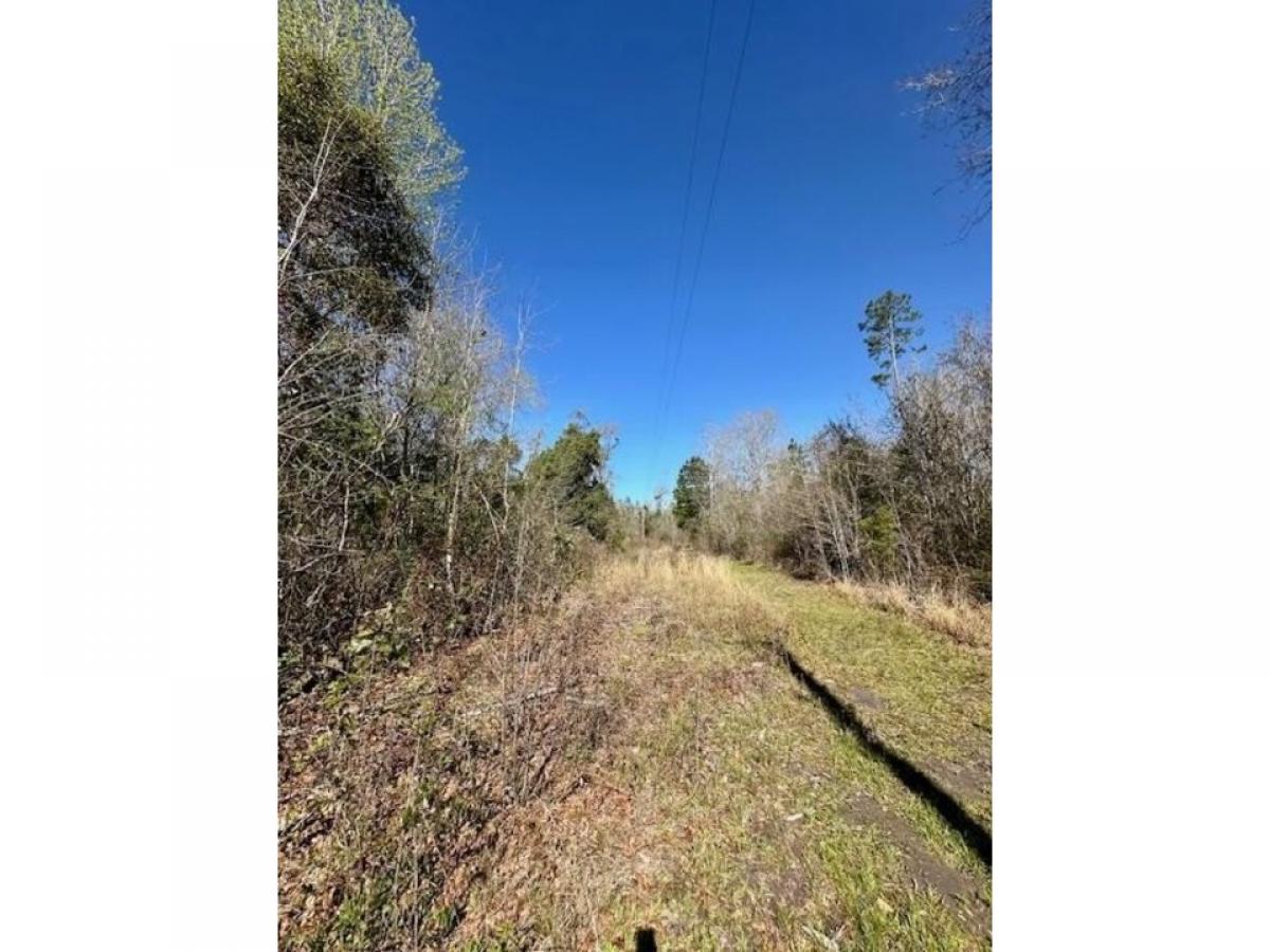 Picture of Residential Land For Sale in Wewahitchka, Florida, United States