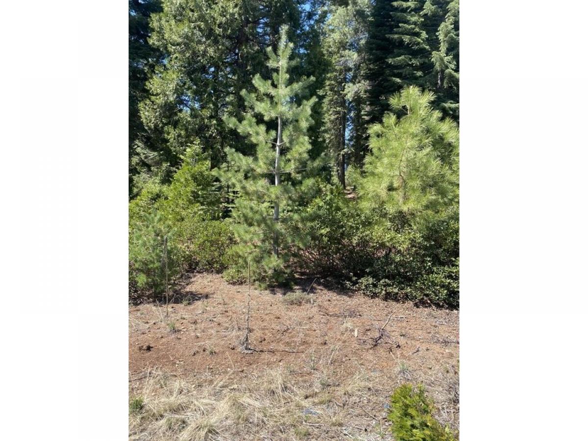 Picture of Residential Land For Sale in Lake Almanor, California, United States