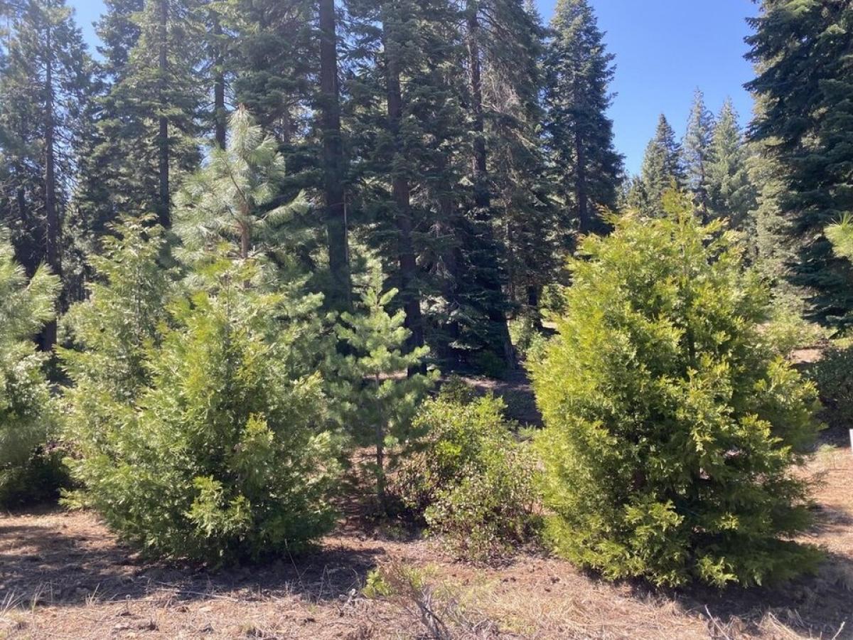 Picture of Residential Land For Sale in Lake Almanor, California, United States