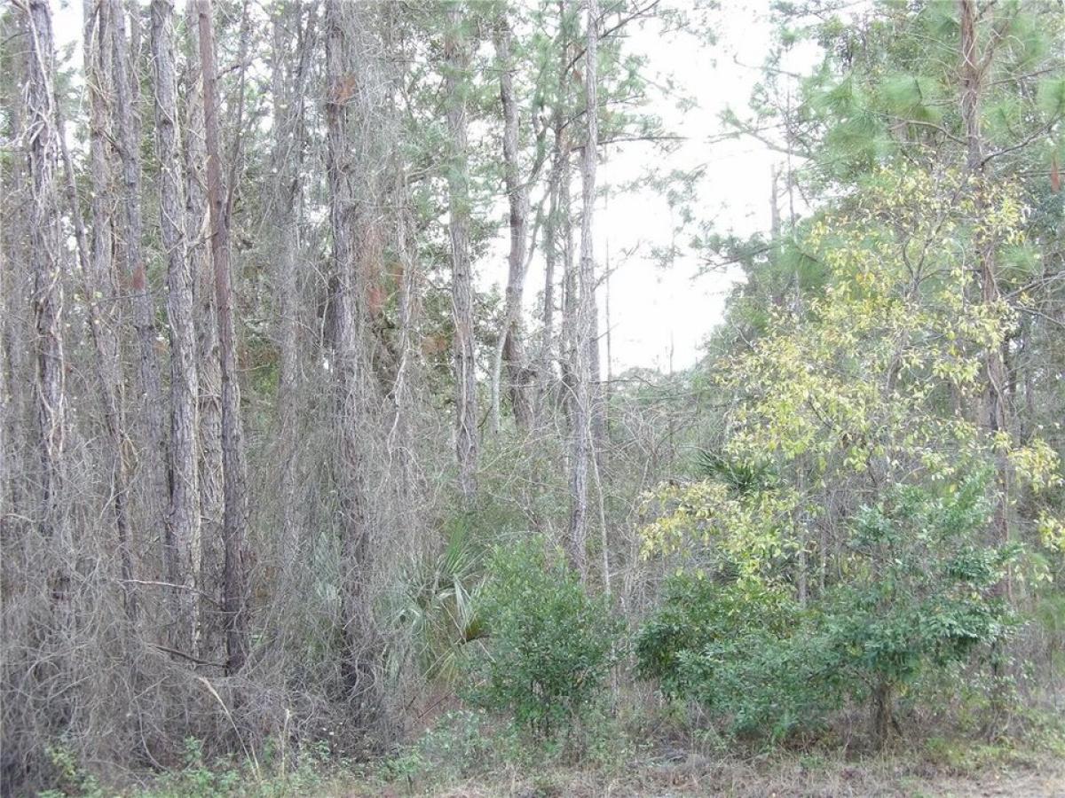 Picture of Residential Land For Sale in Deland, Florida, United States
