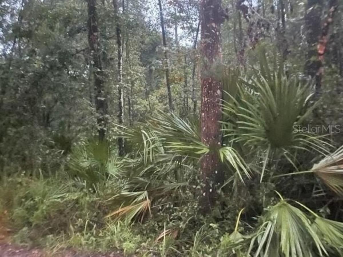 Picture of Residential Land For Sale in De Leon Springs, Florida, United States