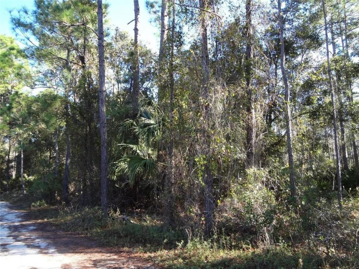 Picture of Residential Land For Sale in Deland, Florida, United States